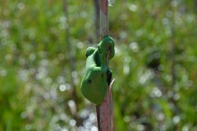 Clay model of H. arborea attacked by bird